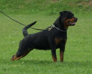 Birka vom Nixstein Birka vom Nixstein